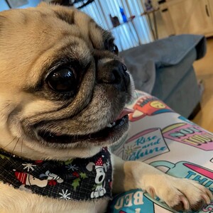 Team Page: Preston Pet Pals